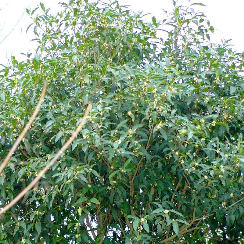 Osmanthus yunnanensis