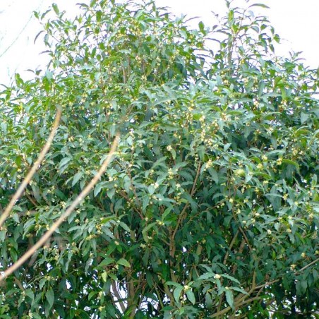 Osmanthus yunnanensis Osmanthus yunnanensis