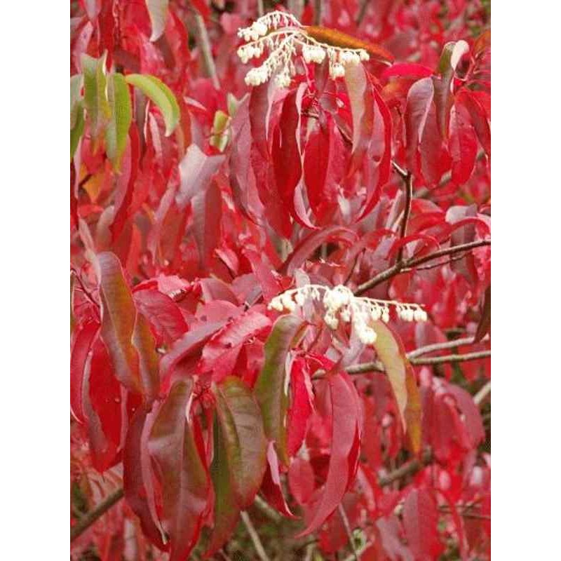 Oxydendrum arboreum