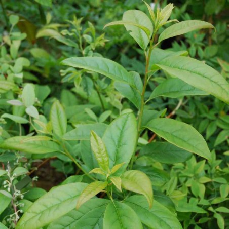 Oxydendrum arboreum Oxydendrum arboreum