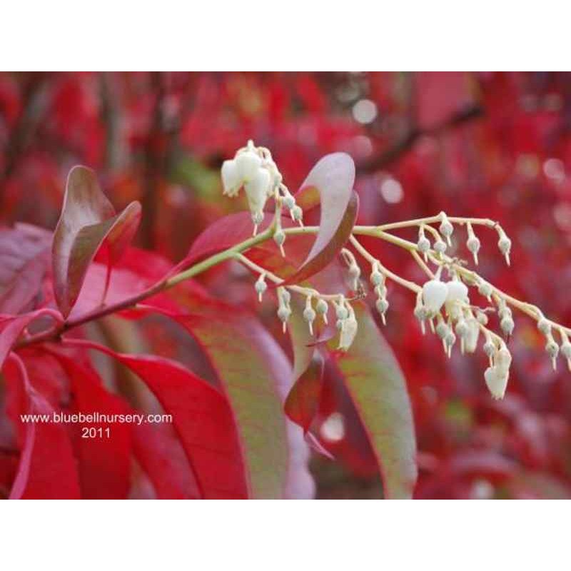 Oxydendrum arboreum