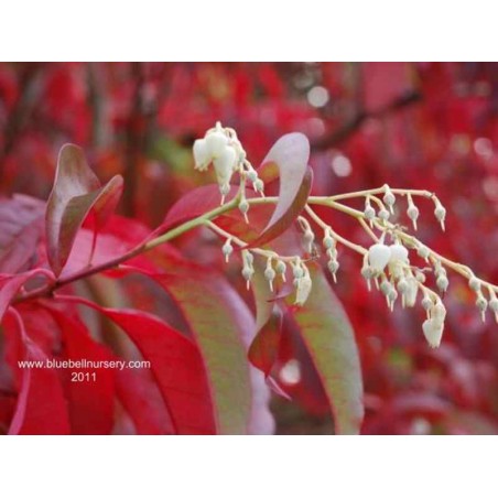 Oxydendrum arboreum Oxydendrum arboreum