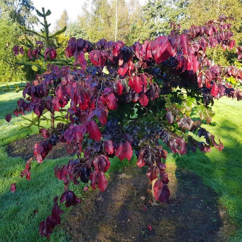 Parrotia persica 'Felicie'