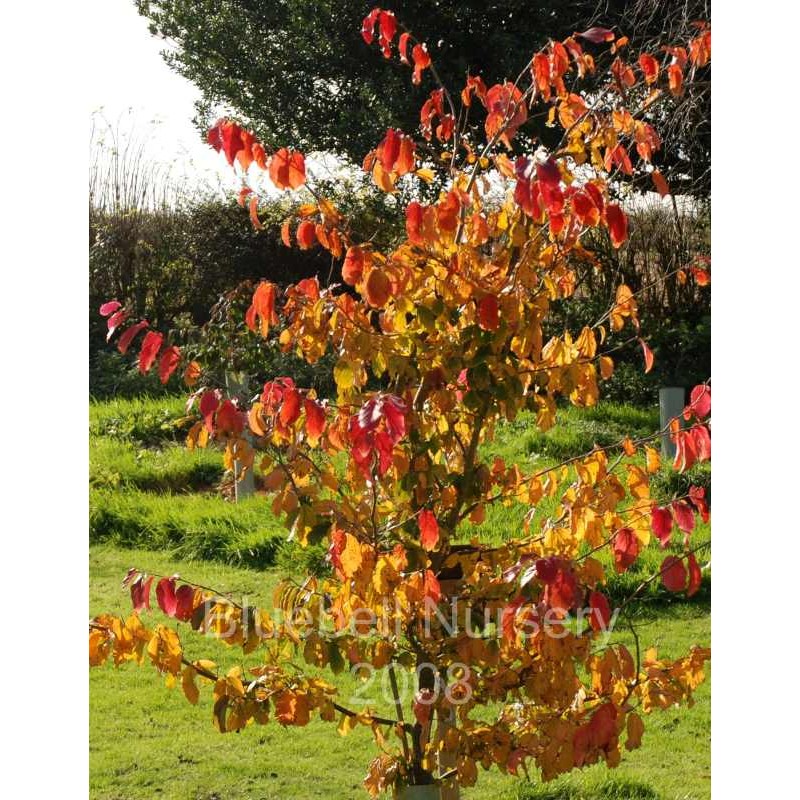 Parrotia persica 'Vanessa'