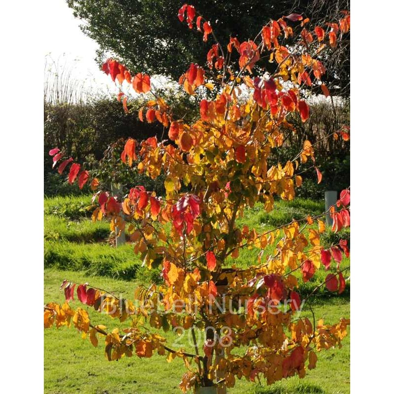 Parrotia persica 'Vanessa' Parrotia persica 'Vanessa'