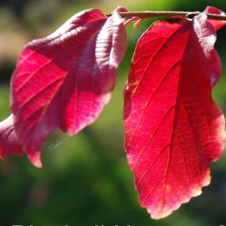Parrotia persica 'Vanessa' Parrotia persica 'Vanessa'