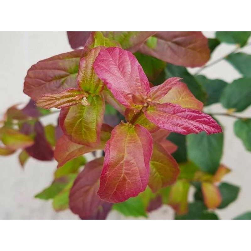 Parrotia persica 'Persian Spire' - autumn colour