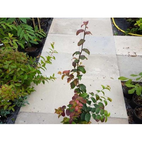 Parrotia persica 'Persian Spire'