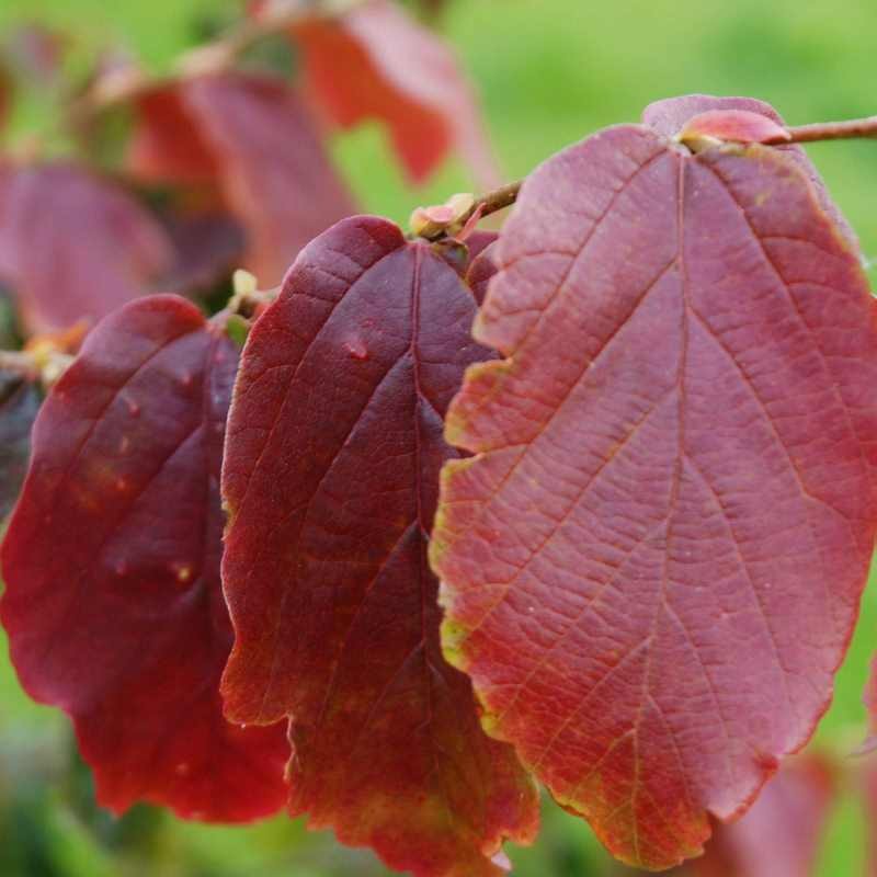 Parrotia persica 'Burgundy' Parrotia persica 'Burgundy'