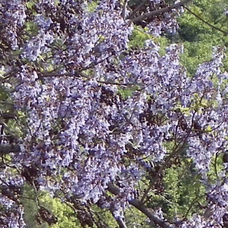 Paulownia tomentosa