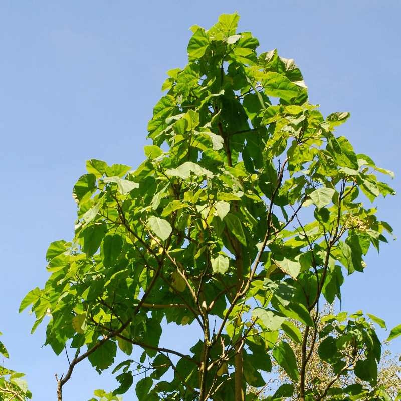 Paulownia tomentosa