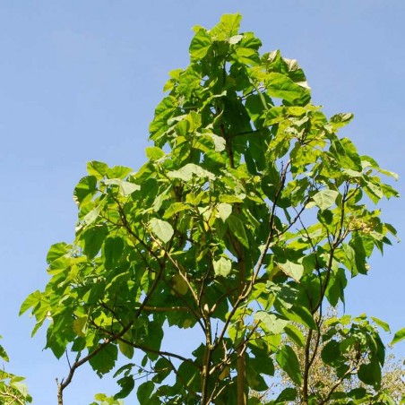 Paulownia tomentosa Paulownia tomentosa