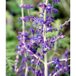 Perovskia atriplicifolia 'Blue Spire'