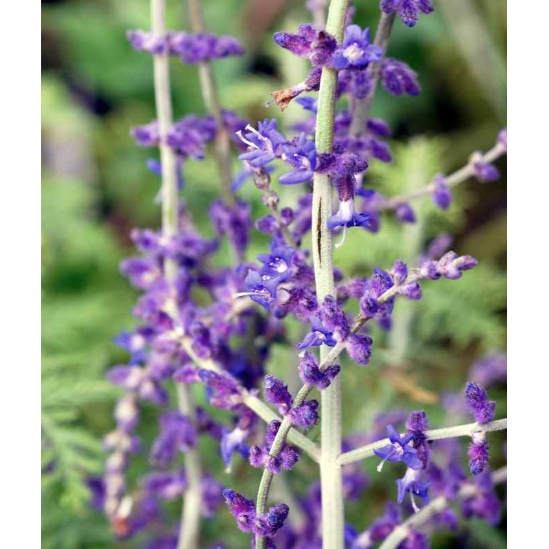 Perovskia atriplicifolia 'Blue Spire'