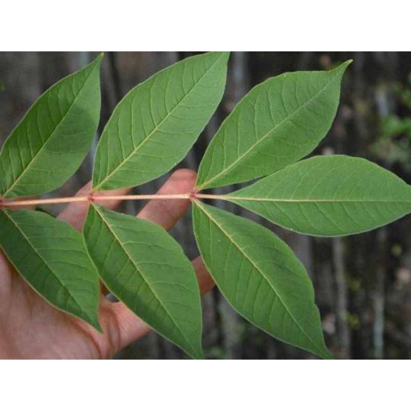 Phellodendron amurense