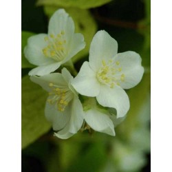 Philadelphus coronarius 'Aureus'