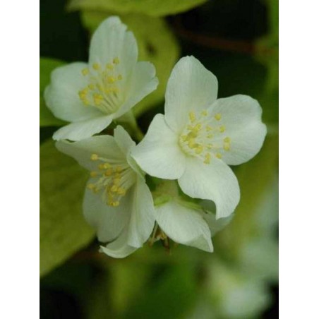 Philadelphus coronarius 'Aureus' Philadelphus coronarius 'Aureus'