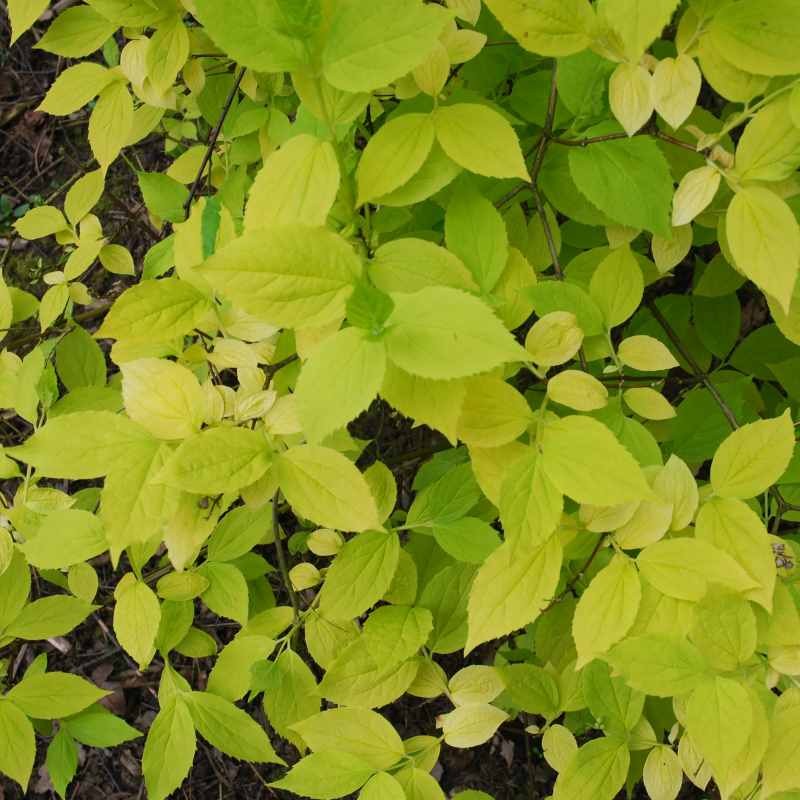 Philadelphus coronarius 'Aureus' - golden summer leaves