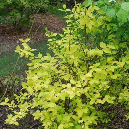 Philadelphus coronarius 'Aureus' Philadelphus coronarius 'Aureus'