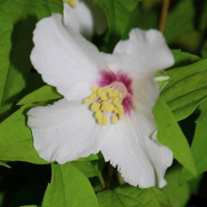 Philadelphus x lemoinei Belle Etoile