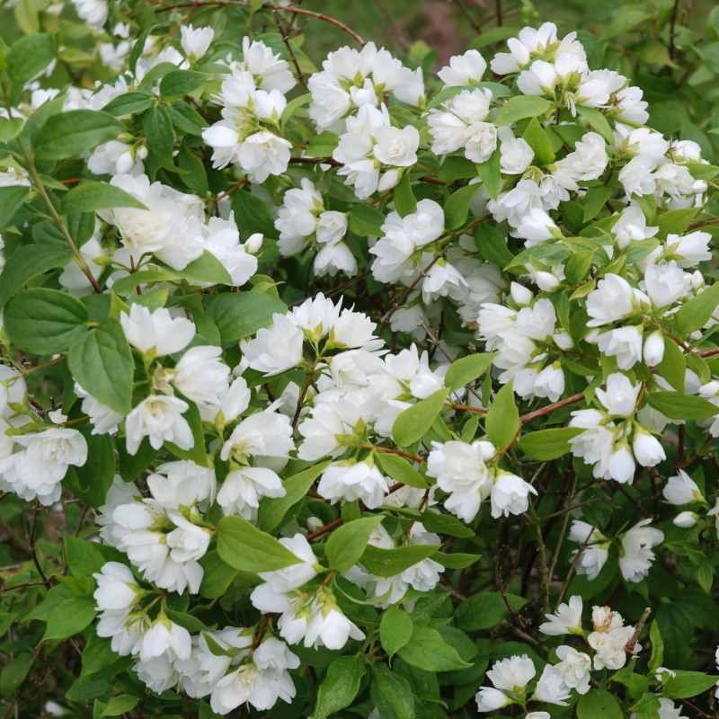 Philadelphus x lemoinei 'Manteau d'Hermine'