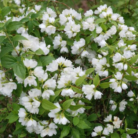 Philadelphus x lemoinei 'Manteau d'Hermine' Philadelphus x lemoinei 'Manteau d'Hermine'