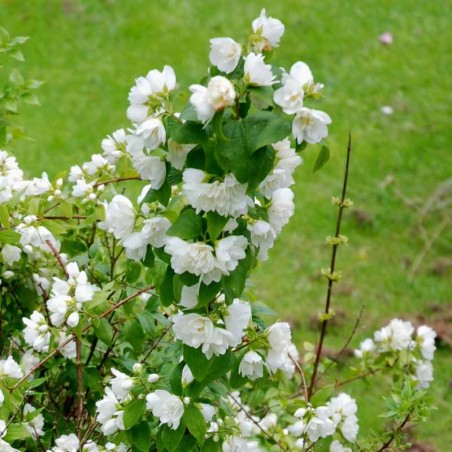 Philadelphus x lemoinei 'Manteau d'Hermine' Philadelphus x lemoinei 'Manteau d'Hermine'