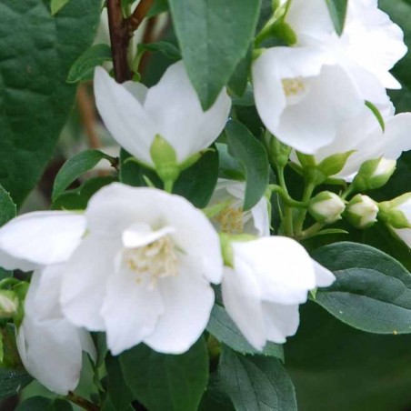 Philadelphus x lemoinei 'Manteau d'Hermine' Philadelphus x lemoinei 'Manteau d'Hermine'