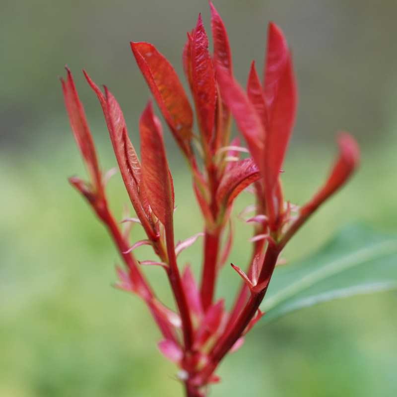 Photinia x fraseri 'Red Robin'