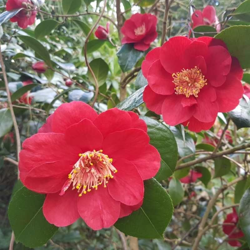 Camellia japonica 'San Dimas'