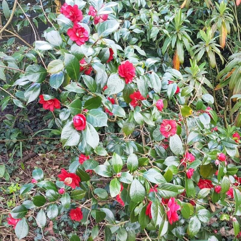 Camellia japonica 'San Dimas'