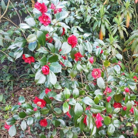 Camellia japonica 'San Dimas'