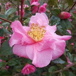 Camellia x 'Leonard Messel'