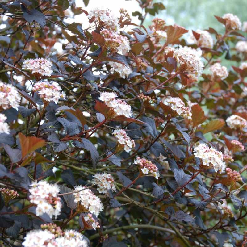 Physocarpus opulifolius 'Diablo' Physocarpus opulifolius 'Diablo'