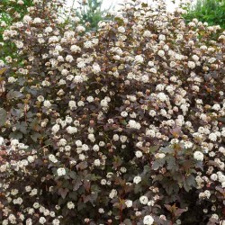 Physocarpus opulifolius 'Diablo'