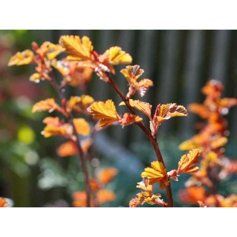 Physocarpus opulifolius 'Diable D'Or' - leaves emerging in Spring