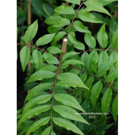 Pistacia chinensis Pistacia chinensis