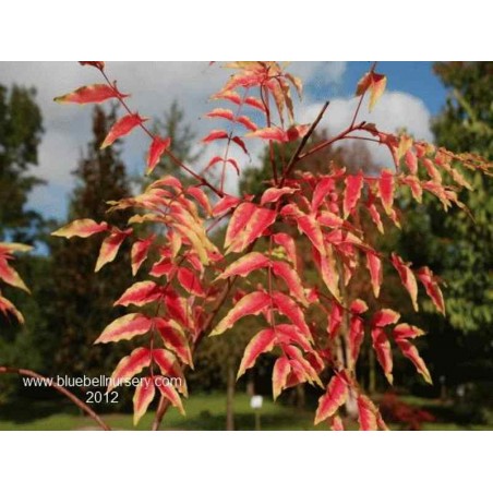 Pistacia chinensis Pistacia chinensis