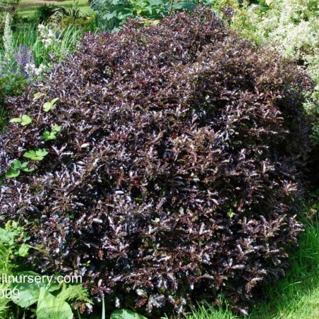 Pittosporum tenuifolium 'Tom Thumb'