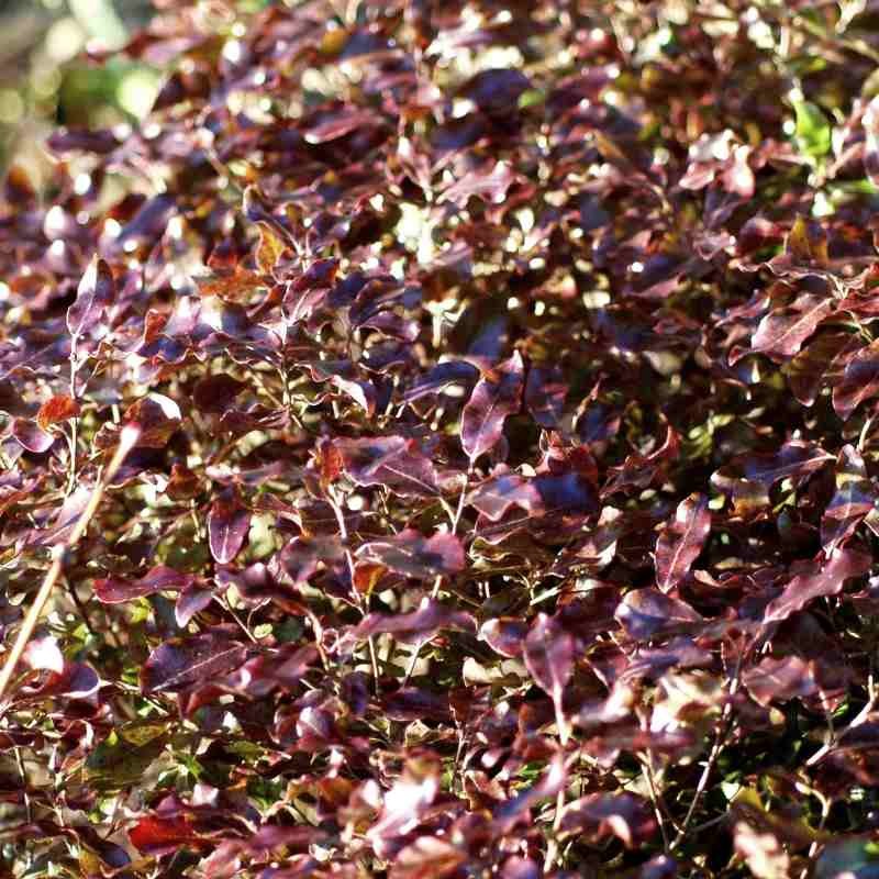 Pittosporum tenuifolium 'Tom Thumb'