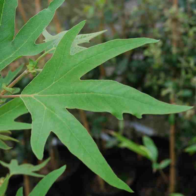 Platanus orientalis 'Digitata'
