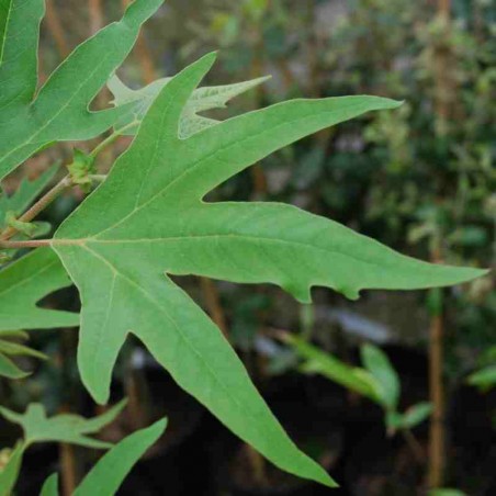 Platanus orientalis 'Digitata'