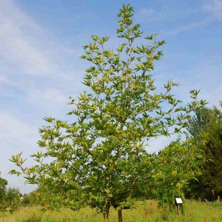 Platanus orientalis 'Digitata'