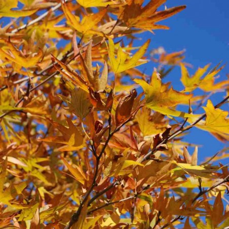Platanus orientalis 'Digitata'