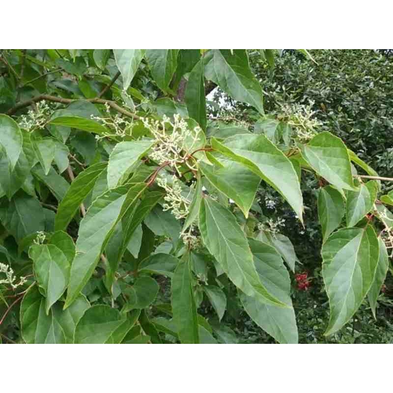 Poliothyrsis sinensis Poliothyrsis sinensis