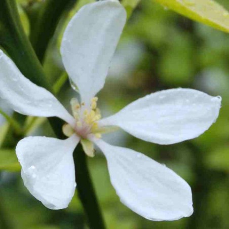 Poncirus trifoliata