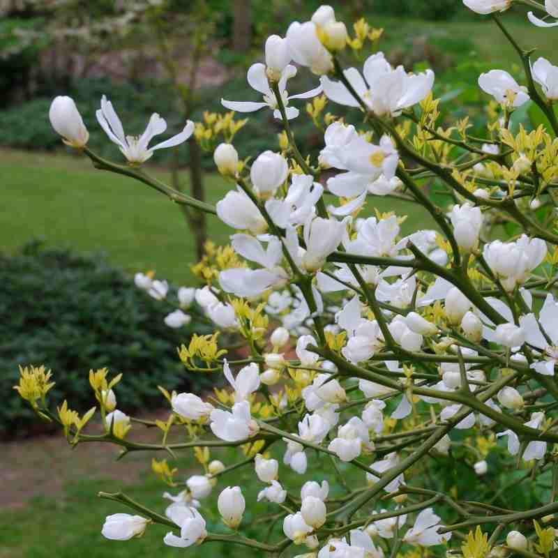 Poncirus trifoliata