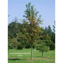 Populus balsamifera 'Vita Sackville West'
