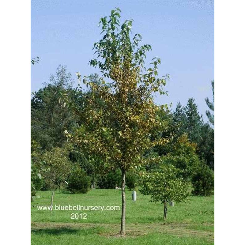 Populus balsamifera 'Vita Sackville West'