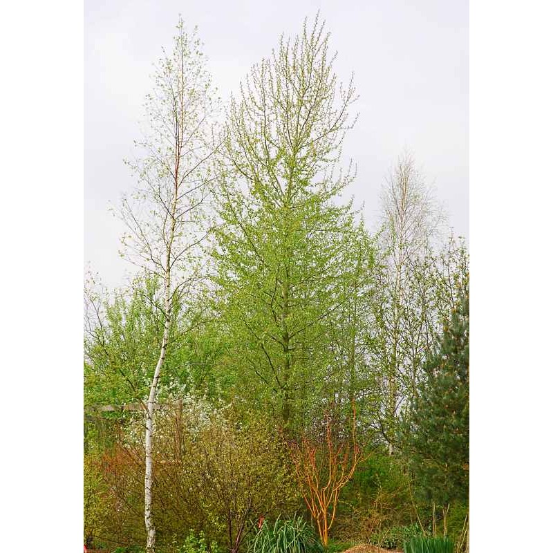 Populus balsamifera 'Vita Sackville West'